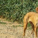 An Open Letter for 'Be Kind to Animals Week'