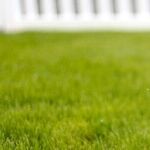 Sullied Grass