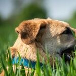 Lessons From a Dog