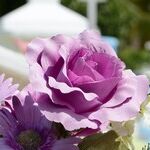 Disappearing Cemetery Flowers