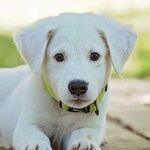Getting Ready for a New Dog