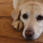 Unfit Fido