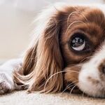 Socializing a Skittish Dog