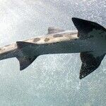 Shark on the Hunt