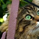 Kitty Cat Considerations