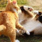 Furry Foes and Floppy Friends