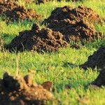 Making Mountains Out of Molehills