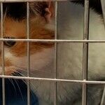 Adding Pets to Your Disaster Preparedness Plans