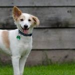 Tip of the Hat, Wag of the Tail