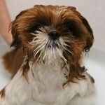 Puppy Love Helps Tired Parents