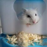 Looking to Hop Off the Hamster Wheel