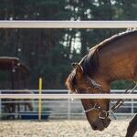 Wild Horses