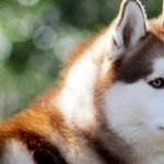Replacing a Beloved Pet