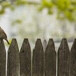 Firmly on the Fence