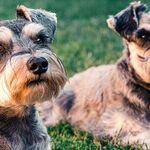 Communication Has Gone to the Dogs