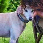 Racing to Adopt a Greyhound