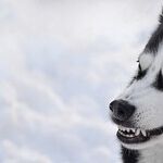 When the Bite Impacts Past the Attack