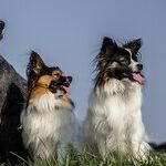 Going to the Dogs