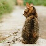 Following Up on Feral Cats