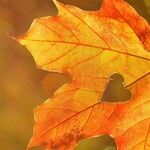 Farewell to Summer