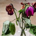 New Perspectives on Brokenhearted Grandmother