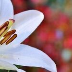 There Is No Guilt in Taking Space to Grieve