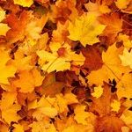 An Autumnal Atmosphere