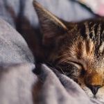 Snoring Boyfriend Is Spoiling My Sleep