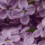 Having Grace in Times of Grief