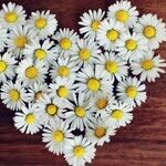 He Loves Me, He Loves Me Not