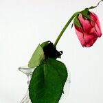 Surviving Infidelity