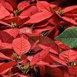 Navigating Grief This Holiday Season