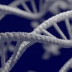 DNA Site Sparks Fresh Family Drama