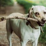 Dog-Walking Etiquette