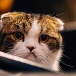 Annoyed by Neighbor's 'Jokes'