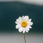 Advice for Family Member with OCD
