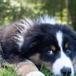 A Veterinarian's Take on Choosing the Right Pet for Your Lifestyle
