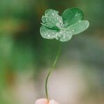 St. Patrick's Day Inspiration
