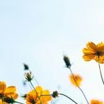 Easter and Springtime Joy