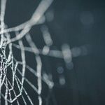 Caught in a Complex Connection