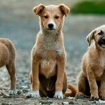 Pet Disparity Puts Strain on Marriage