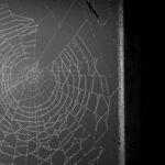 Caught in a Web of Lies and Betrayal