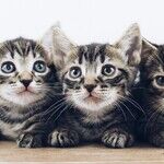 Lessons on Responsibility and Compassion for Animals