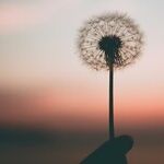 Seeking Peace With Sisters