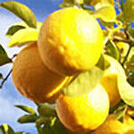 Spring Lawn and Garden 2026