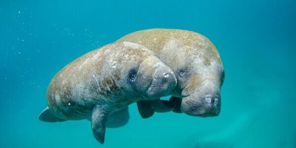 The Manatees Apologize for Being an Inconvenience