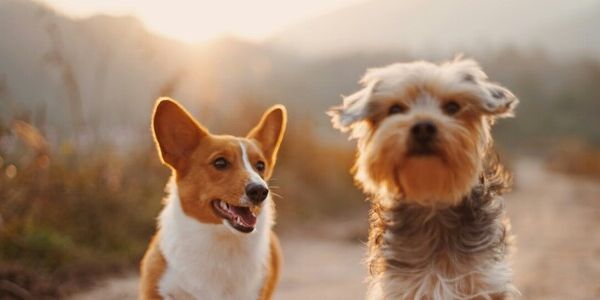 Forced to Make an Impossible Choice