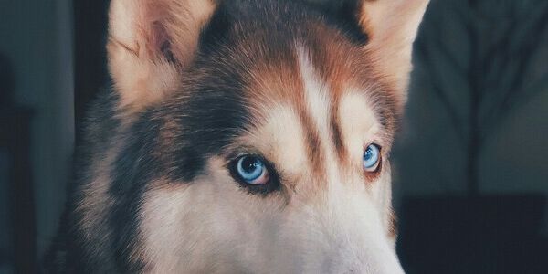 No Compromise When It Comes to the Dogs