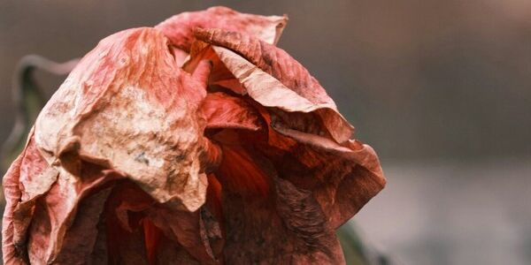I Can't Be My Grieving Mother's Caregiver