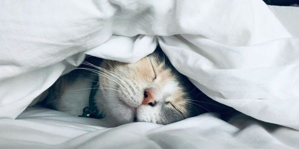 Saving My Sleep With a Snorer